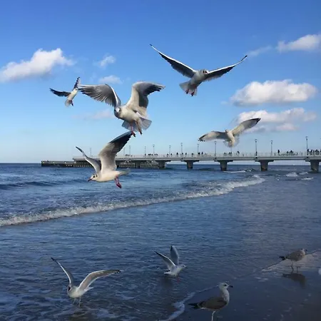 דירה 454 W Diva קולובז'ג